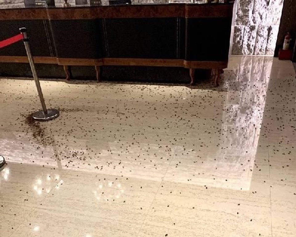 Tayvan’da çete hesaplaşması: Restorana binden fazla hamam böceği ile saldırdılar - 1