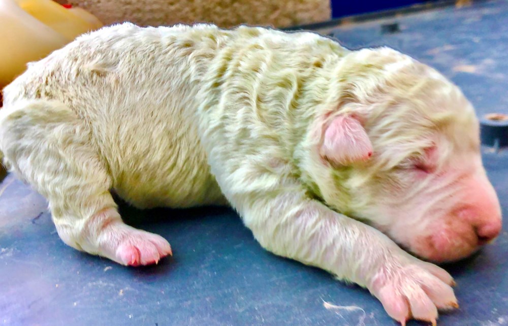 İtalyada Yeşil Tüylü 1 Köpek Doğdu - www.dergikafasi.com.tr