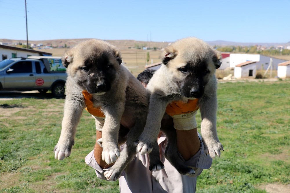 Yurtdışından talep yağıyor, lüks otomobil fiyatına alıcı buluyor - 6