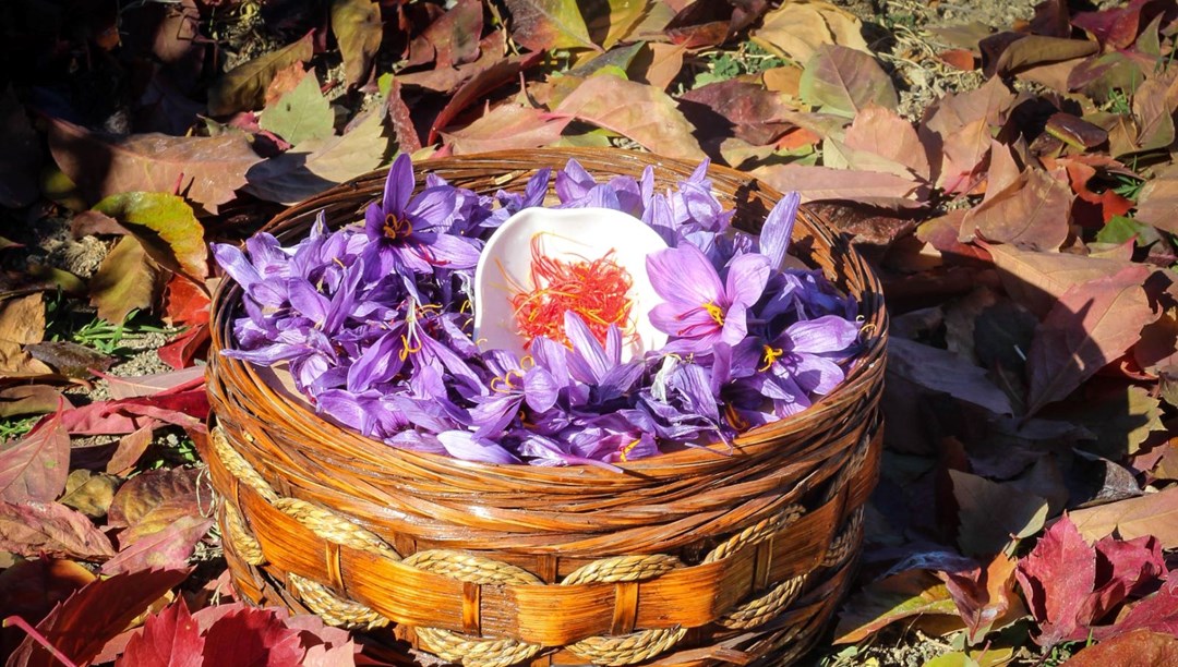 Deneme amaçlı ekilmişti: "Altın bitki" iklime uyum sağladı