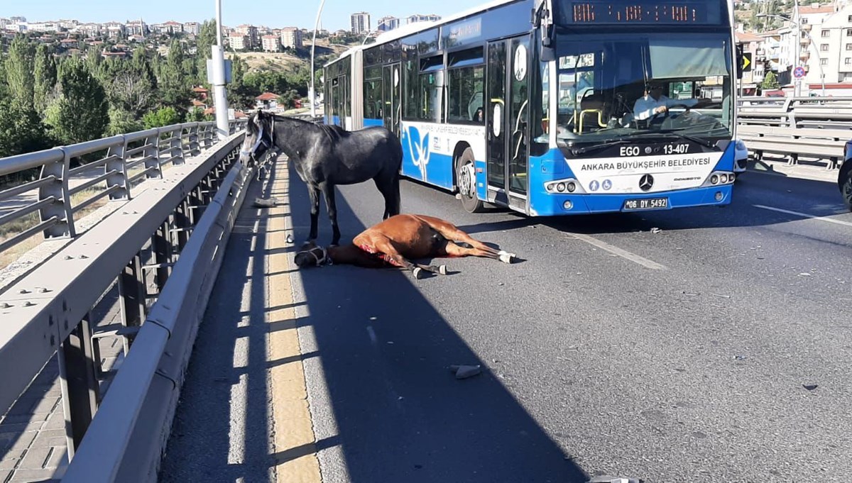 Ankara'da yola çıkan başıboş ata otomobil çarptı