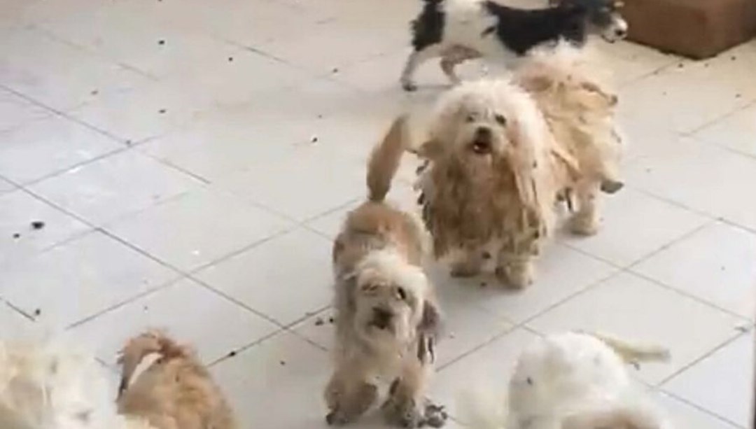 Aynı evde 20 köpek: 830 bin TL ceza kesildi