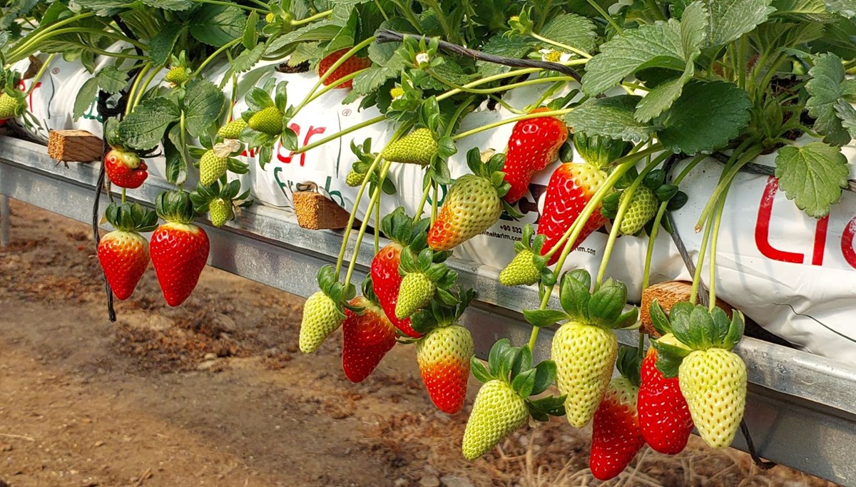 7 ton toplandı, kilosu 90 TL: Silifke'den Rusya'ya gönderiliyor