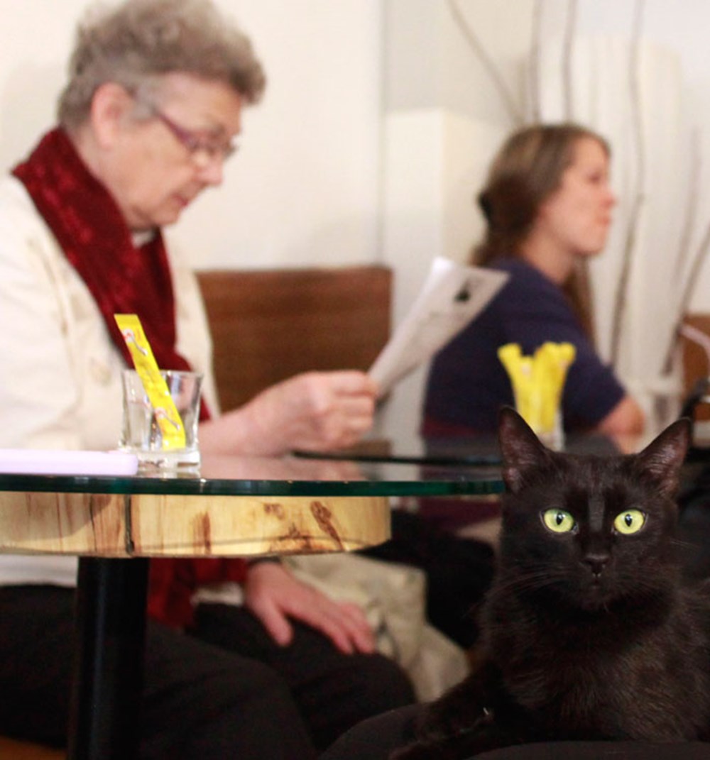 Avrupa�da bir ilk Kedi kafe Magazin Haberleri NTV