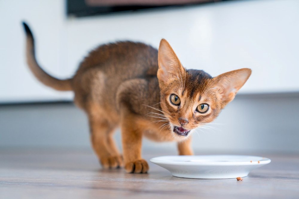 Bilim insanları en güzel ve en çirkin kedi türlerini açıkladı (Türkiye'ye özgü iki kedi türü listede) - 20