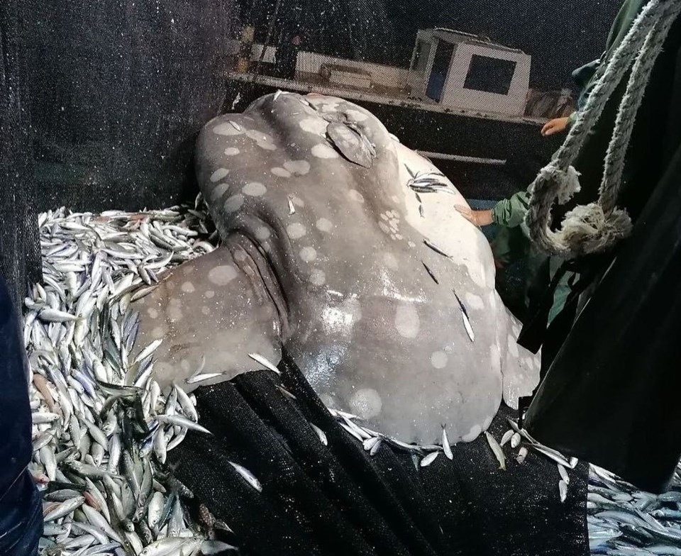 Balıkçıların ağına Akdeniz'de nadir görülen 'ay balığı' takıldı - 2