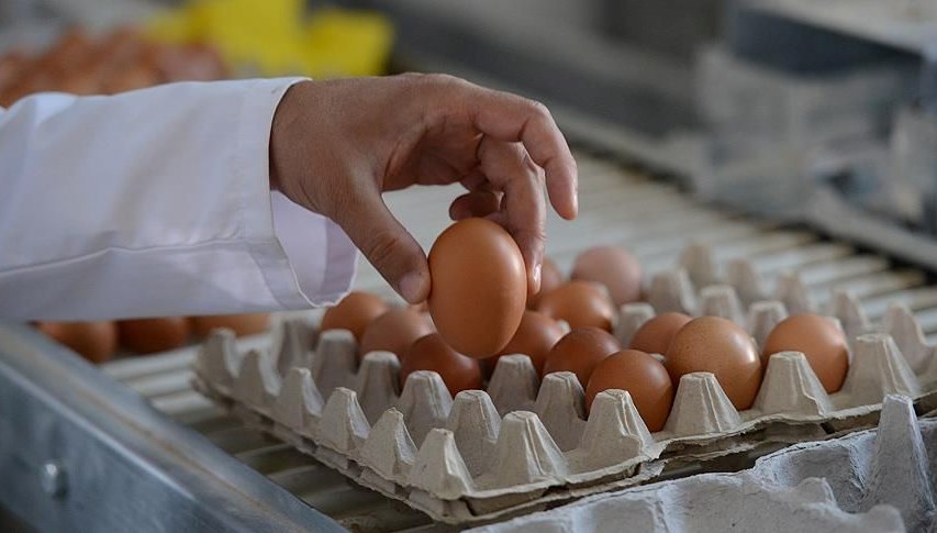 ABD'de yumurta krizi: Fiyatlar arttı, raflar boşaldı