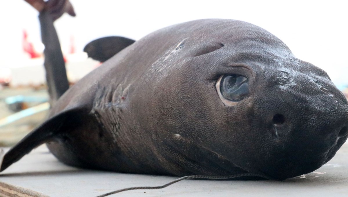 Alanya’da Ninja Lanternshark yakalandı (Pasifik’te yaşıyor, karanlıkta parlıyor)