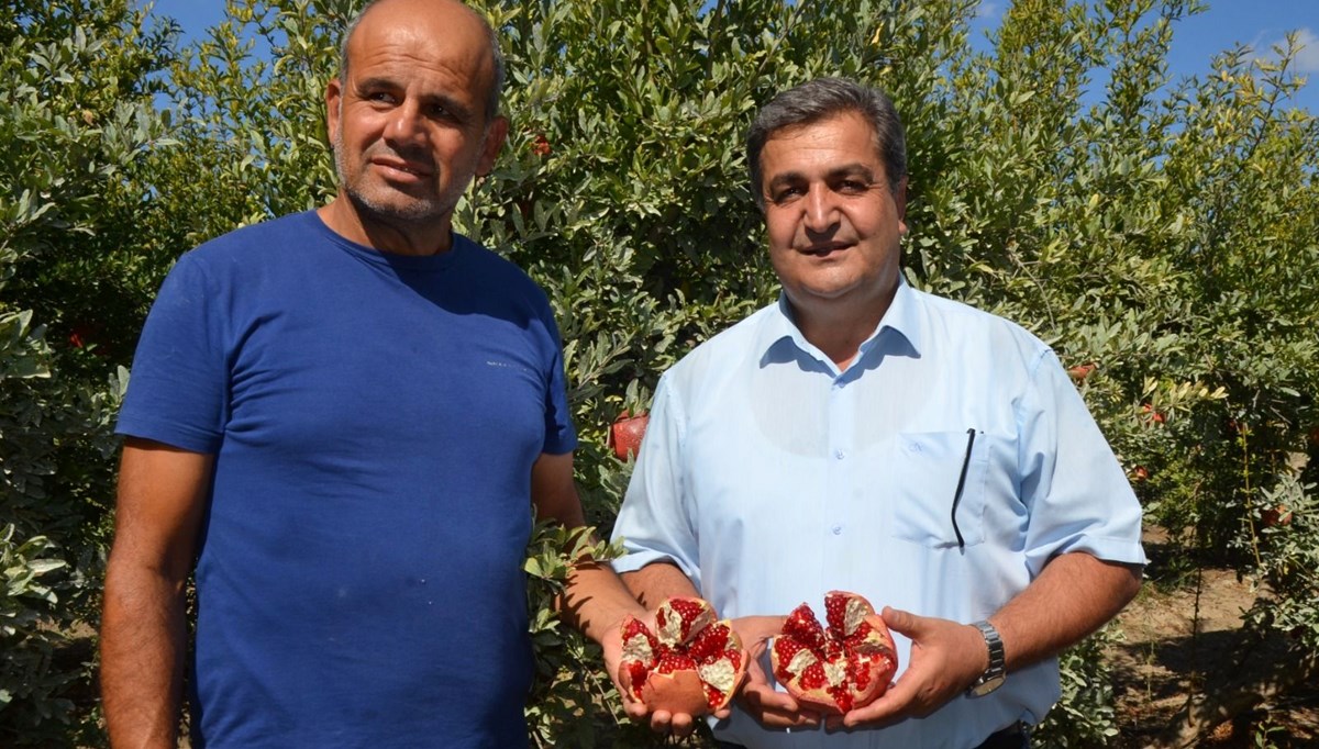 Antalya'da hasat başladı:  14 bin 500 dekar alanda üretim