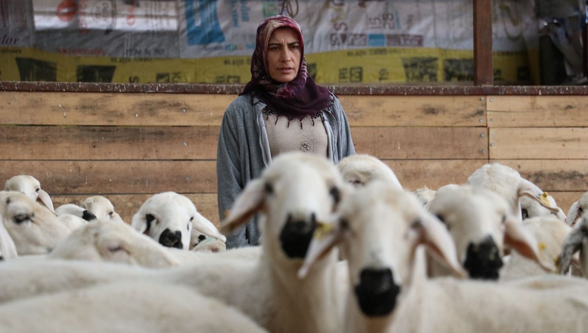 Kadın girişimciye hibe desteği: 20 koyun ile başladı, hayvan sayısını 400'e çıkardı