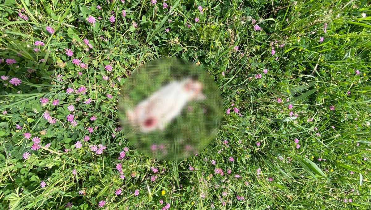 Bursa’da vahşet: 7 kedi parçalanarak öldürüldü Bursa’da vahşet: 7 kedi parçalanarak öldürüldü