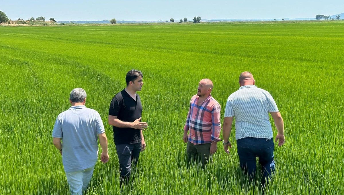 Adeta yeşil bir denize döndü: Çeltikte rekor beklentisi