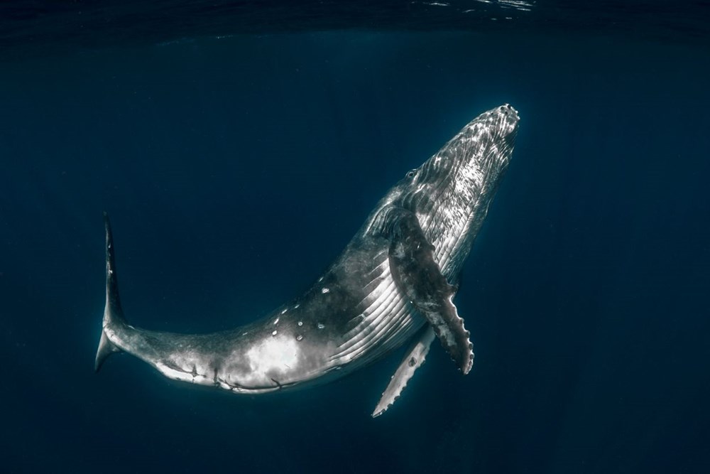 Küresel ısınmanın çözümü balinalar mı? - 6