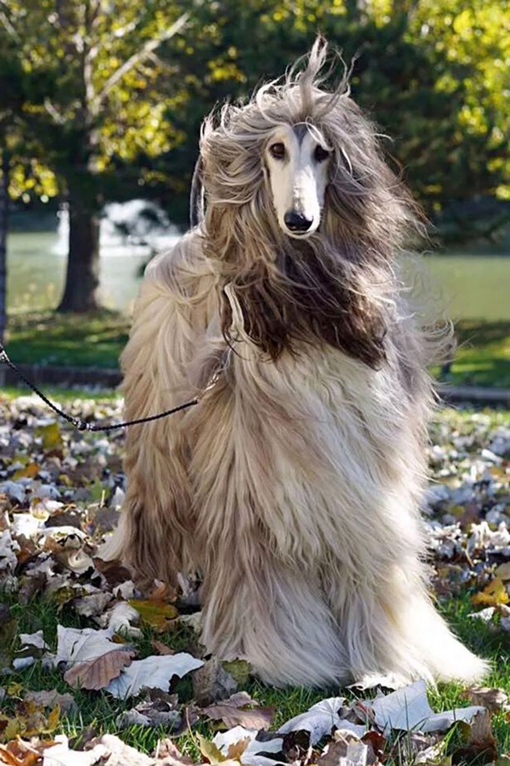 Dünyanın en güzel köpeği ile tanışın AJ Nirvana Battle Magazin
