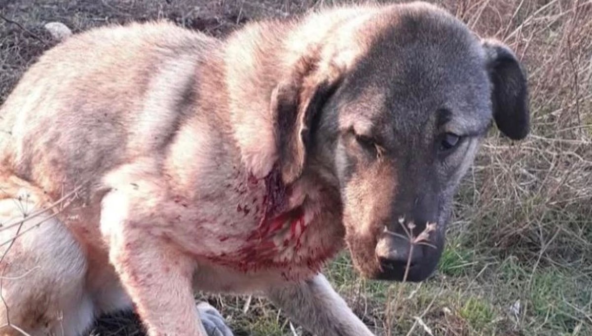 Komşusunun havlayan köpeğini vurdu