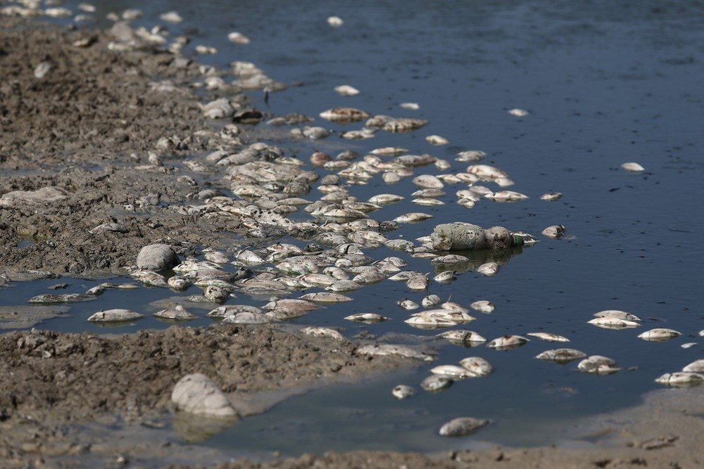 Bursa'da binlerce balık kıyıya vurdu - 1