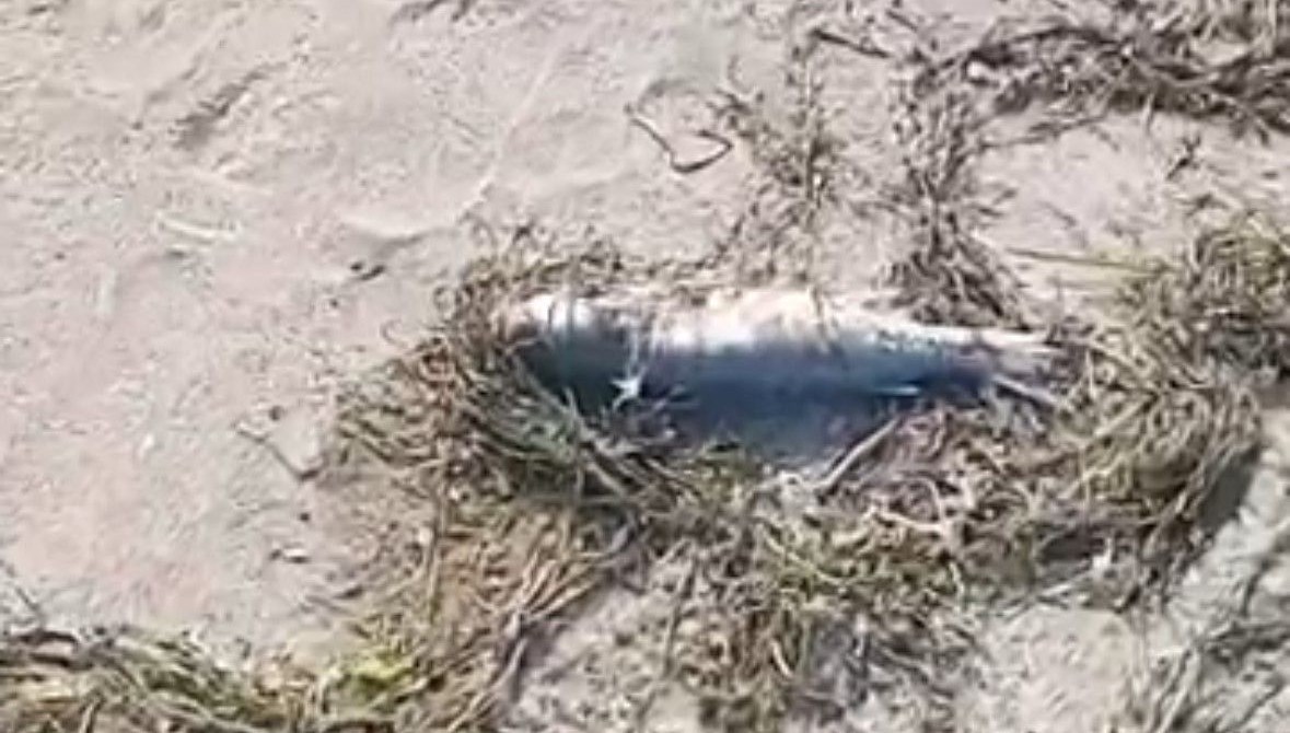 Sahilde çok sayıda balık ölü bulundu