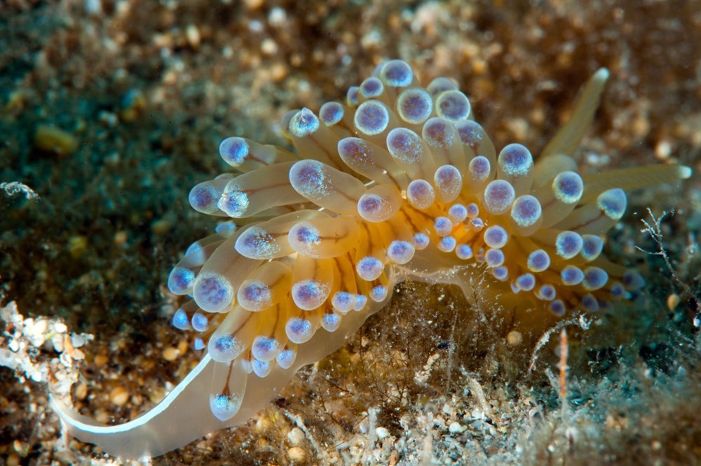 The hidden and colorful world of the Mediterranean - 19