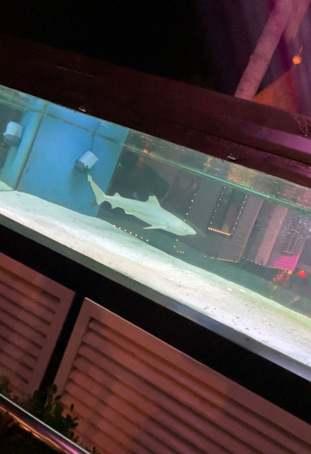 Gece kulübündeki köpek balığı, yeni yaşam alanına nakledildi - 10