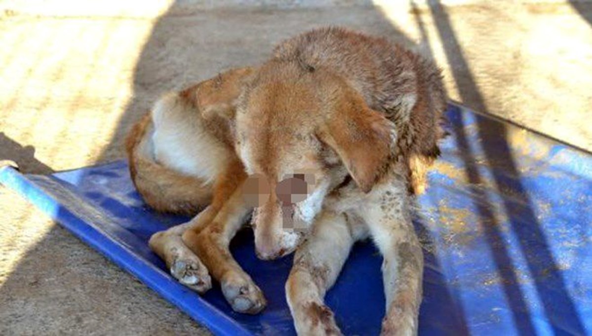 Zonguldak'ta sokak köpeğine işkence: Gözlerini dağladılar!
