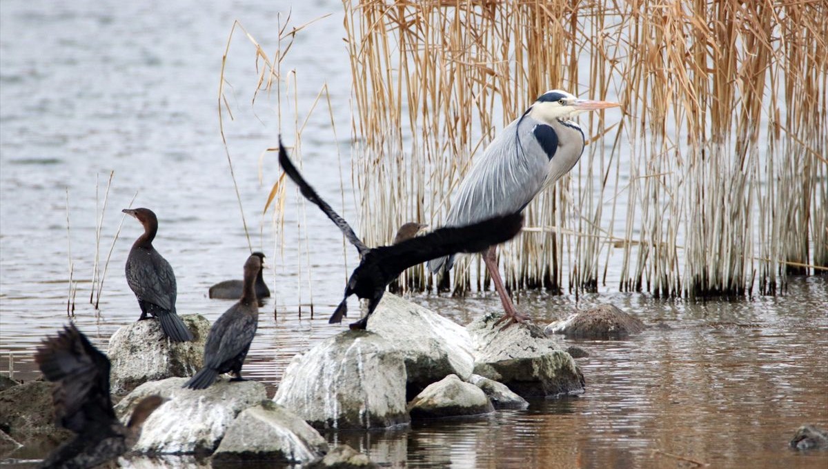 �Türkiye�nin çatısı� Ağrı Dağı göçmen kuşlara ev sahipliği yapıyor