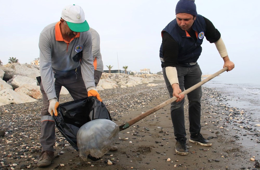 Akdeniz’de kıyılar ölü zehirli denizanalarından temizleniyor - 5