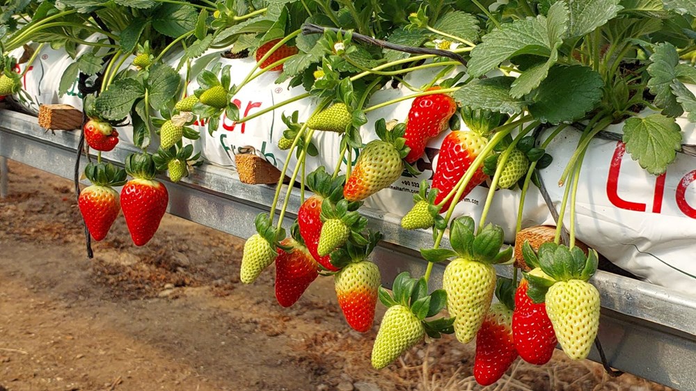 Silifke'nin Altın Çileği Rusya Yolunda: Rekor Hasatla İhracat Sevinci 72 IYpm6Y uyk2uTl3XoOscYQ