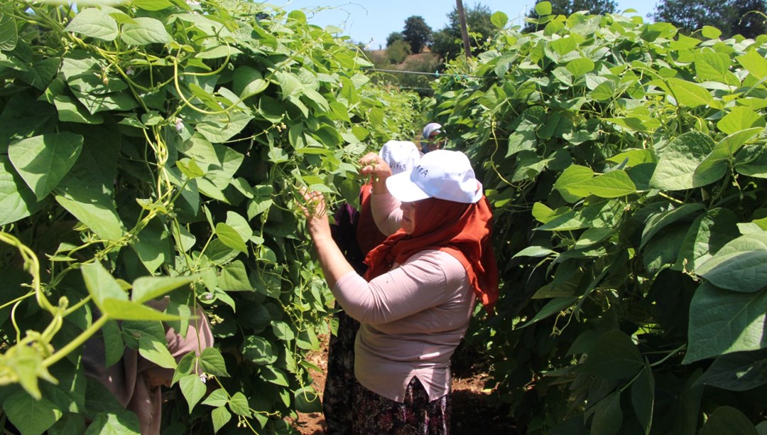 Bilecik'in "boncuğu" kan şekerini düzenliyor! Vücuda magnezyum, demir, çinko depoluyor