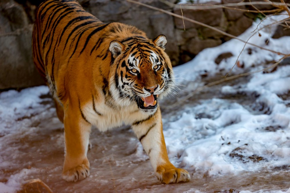 Ukrayna'daki savaş Kiev Hayvanat Bahçesi'ni de vurdu: Binlerce hayvanı ısıtmak için odun sobası - 14