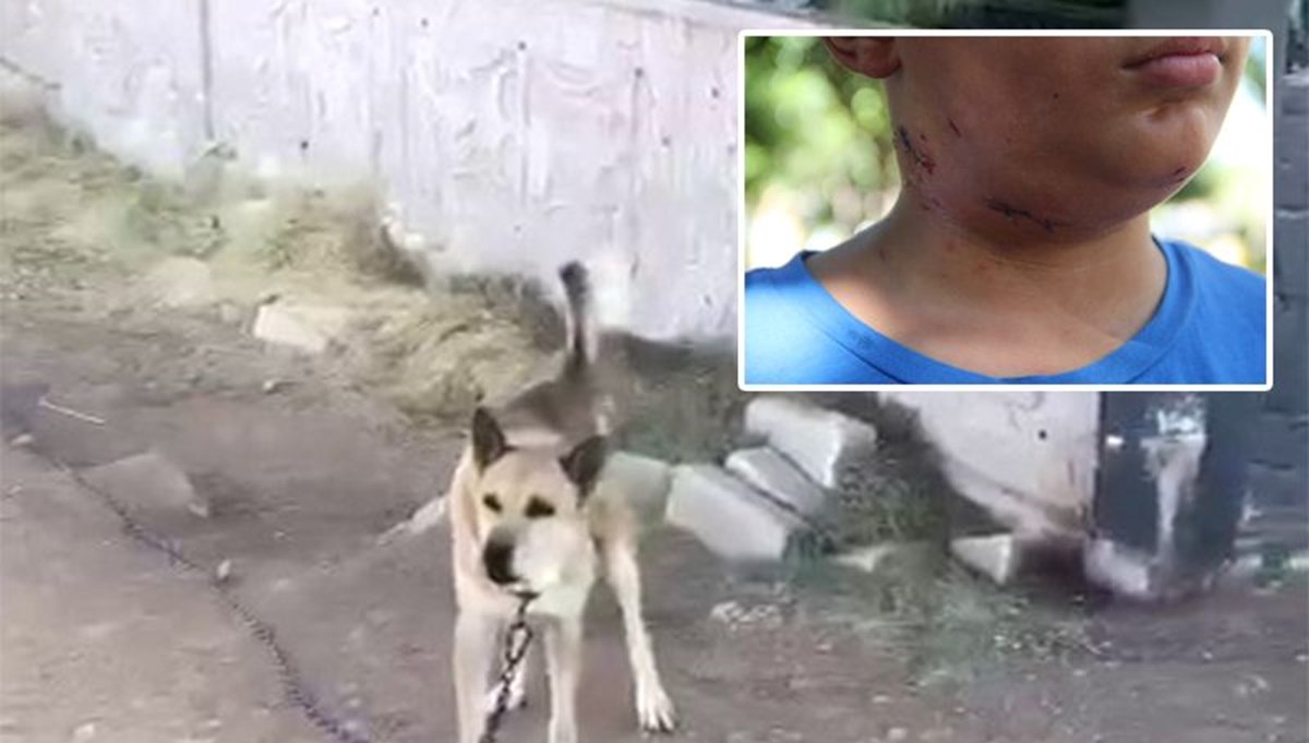 Sevmek istediği köpek boynundan yaraladı Sevmek istediği köpek boynundan yaraladı