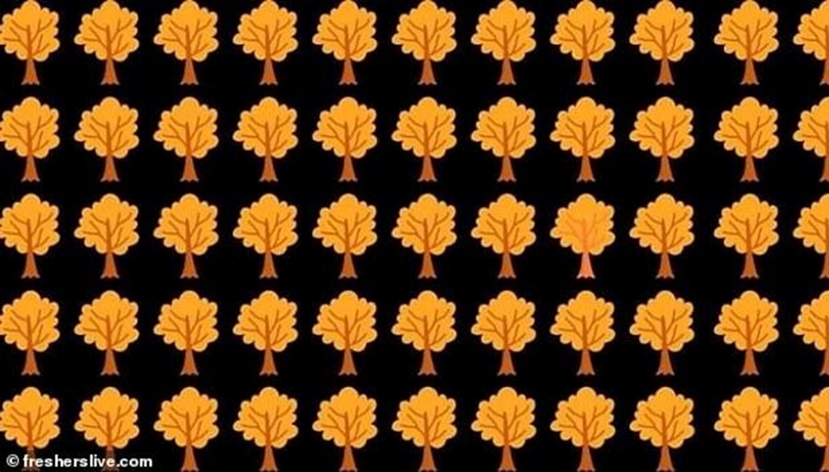 Sadece yüksek IQ'lular çözebiliyor: Ağaçların arasında farklı olanı bulabilir misin? Sadece yüksek IQ'lular çözebiliyor: Ağaçların arasında farklı olanı bulabilir misin?