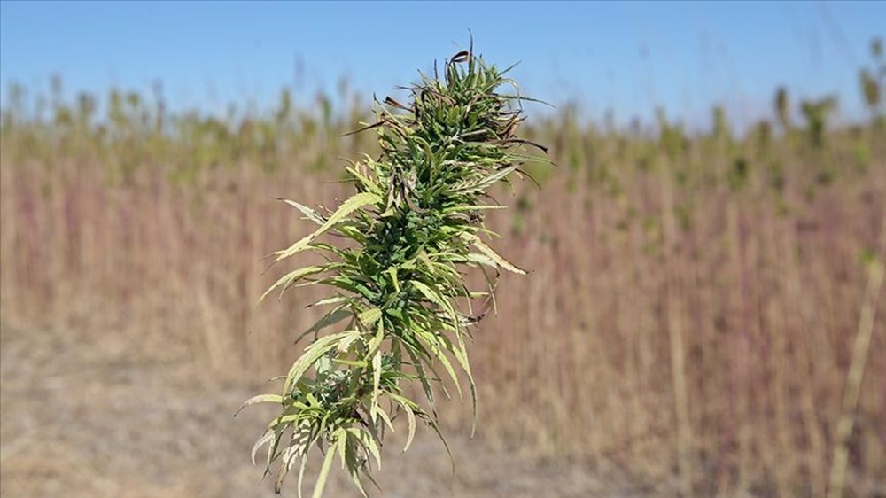 Artık eczanelerde satılabilecek: Tıbbi kenevir nedir, faydaları neler? - 4