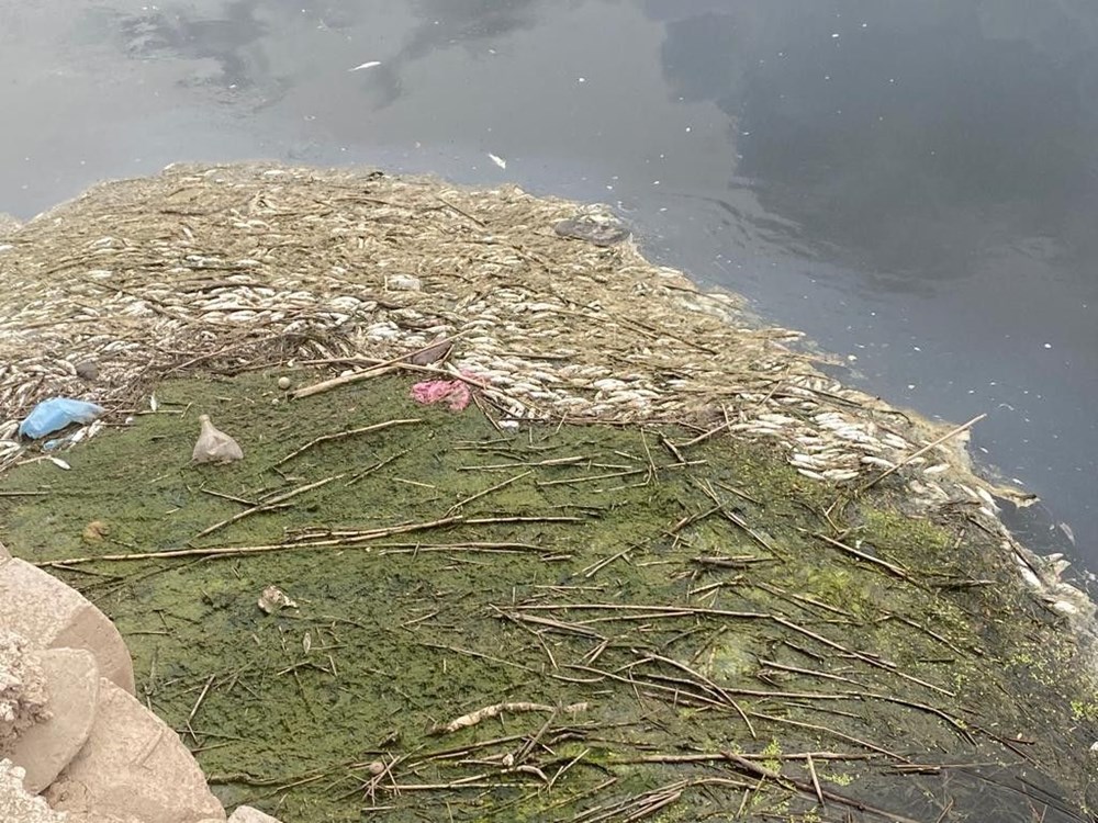 Dicle Nehri'nde balık ölümlerine inceleme - 4