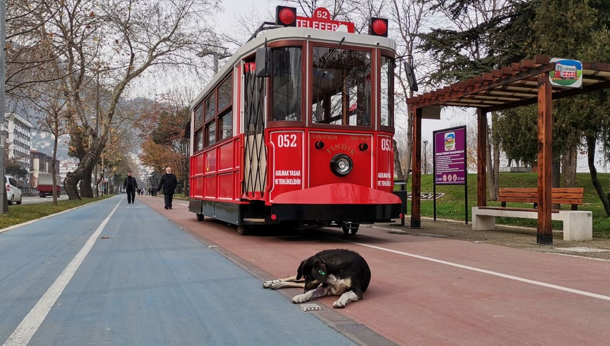 Sokak köpeği 'Kara Tren' tramvayın eskortu