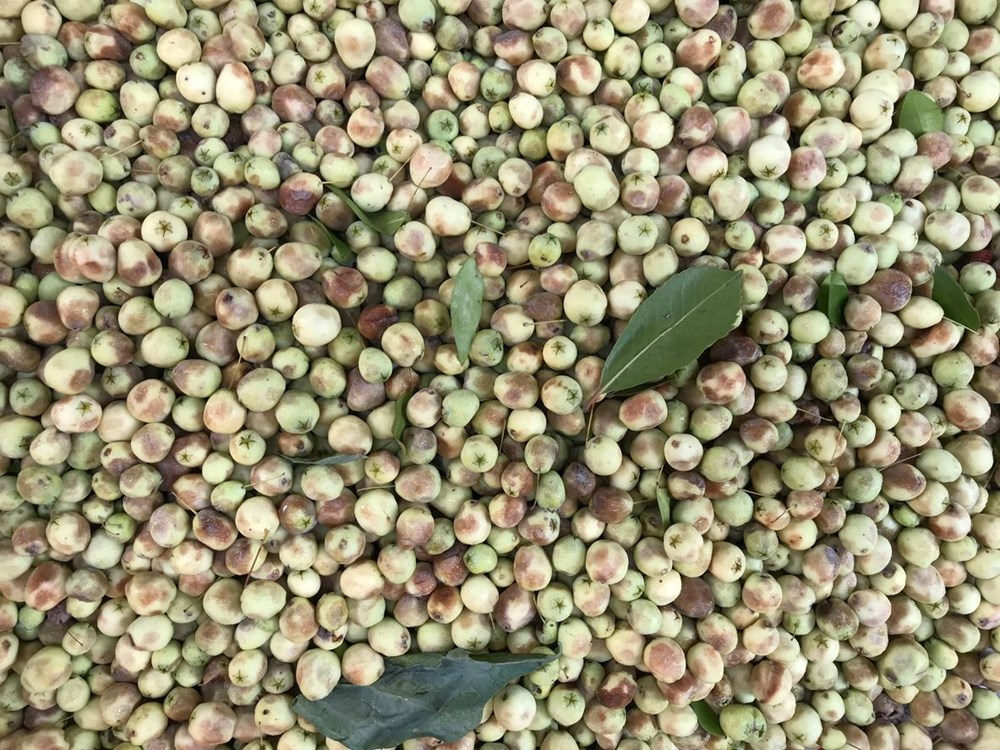 Halk arasında "Mersin meyvesi" olarak biliniyor: Herkesin bir an önce keşfetmesi gerekiyor - 4