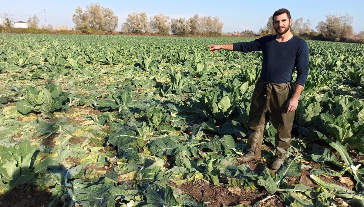 Tarlasını böyle buldu (1 ton karnabaharı çaldılar)