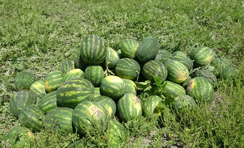 Mersin'de karpuz hasadı başladı: Tarlada kilosu 20 TL'den başlıyor 75 Ic9W G61Y0CRUzvTIP Ng