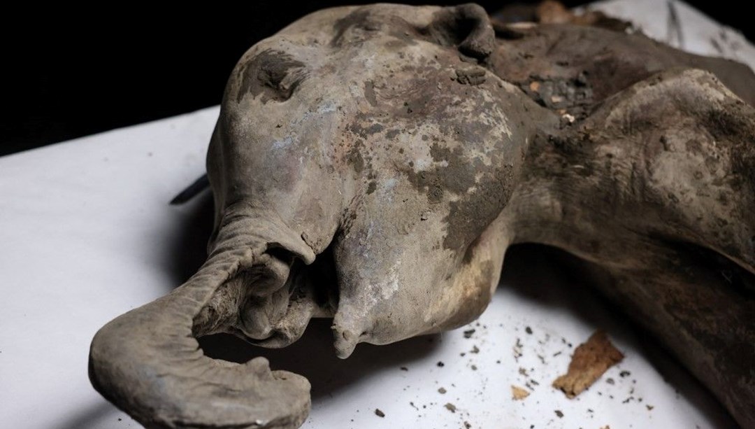 Türünün tek örneği: 130 bin yıllık yavru mamut bulundu!