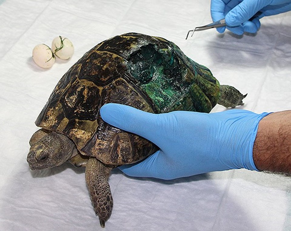 Yaralı kaplumbağa 'yapay kabuk' ile tedavi edildi - 1