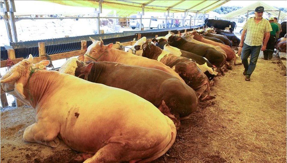 Kurban keserken dikkat! Bunları yapmayın, para cezası var