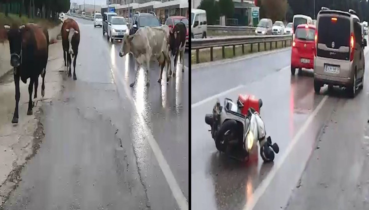 Başıboş inekler trafiği birbirine kattı: Kaza anı kamerada
