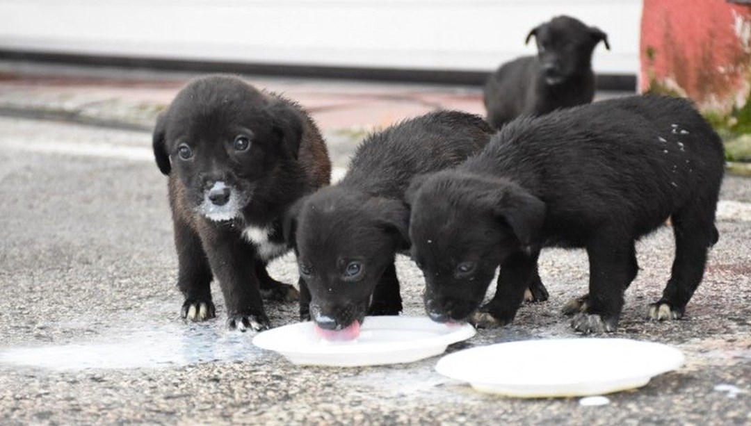 Çukura düşen 6 yavru köpek itfaiye tarafından kurtarıldı NTV