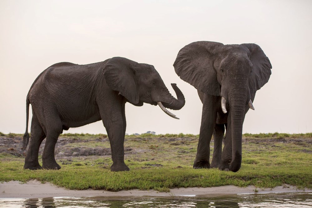 Afrika'nın fil cenneti: Chobe Ulusal Parkı - Son Dakika Dünya Haberleri