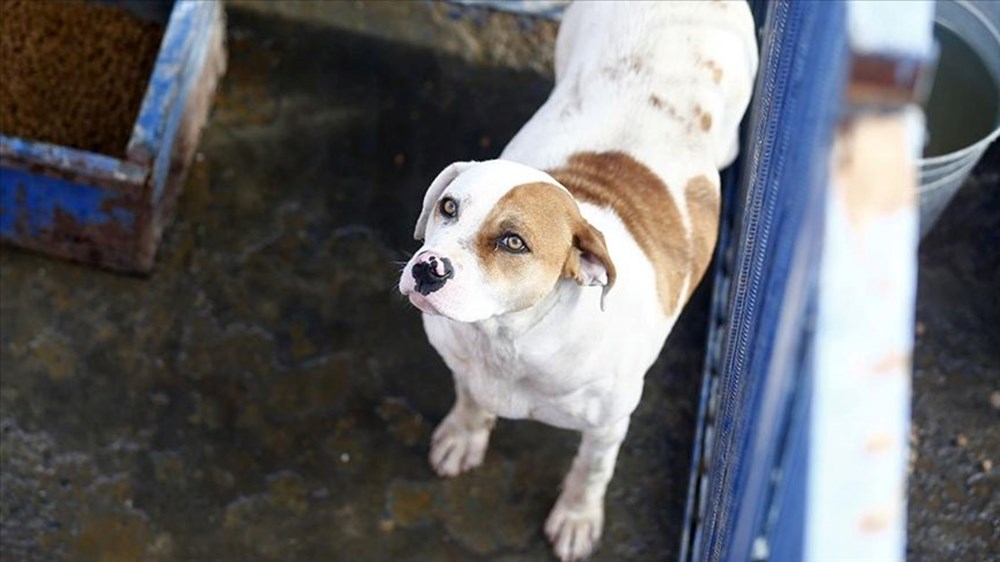 Sahipsiz köpek düzenlemesi: Teklif Genel Kurul'dan geçerek yasalaştı - 4