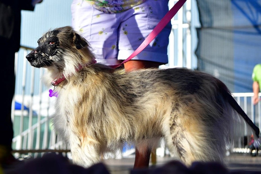 ABD'de dünyanın 'en çirkin' köpeği seçildi - 1