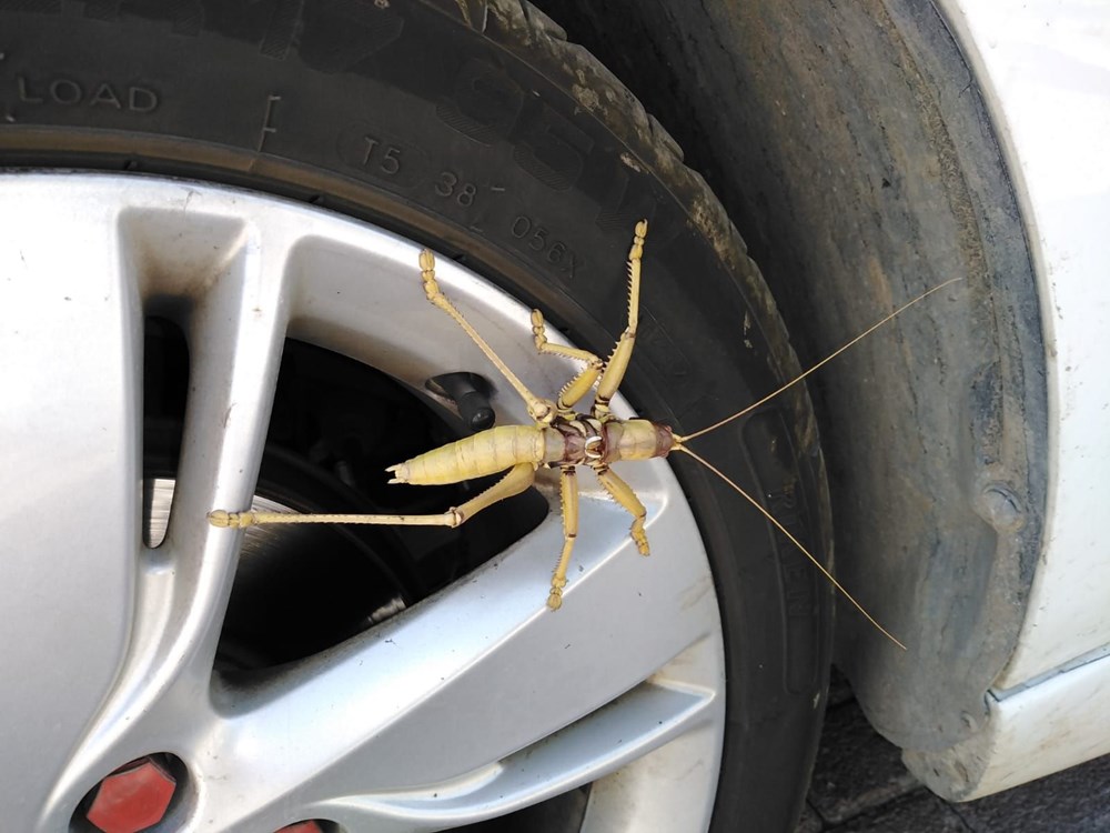 15 santimetre boyunda etçil çekirge 15 santimetre boyunda etçil çekirge