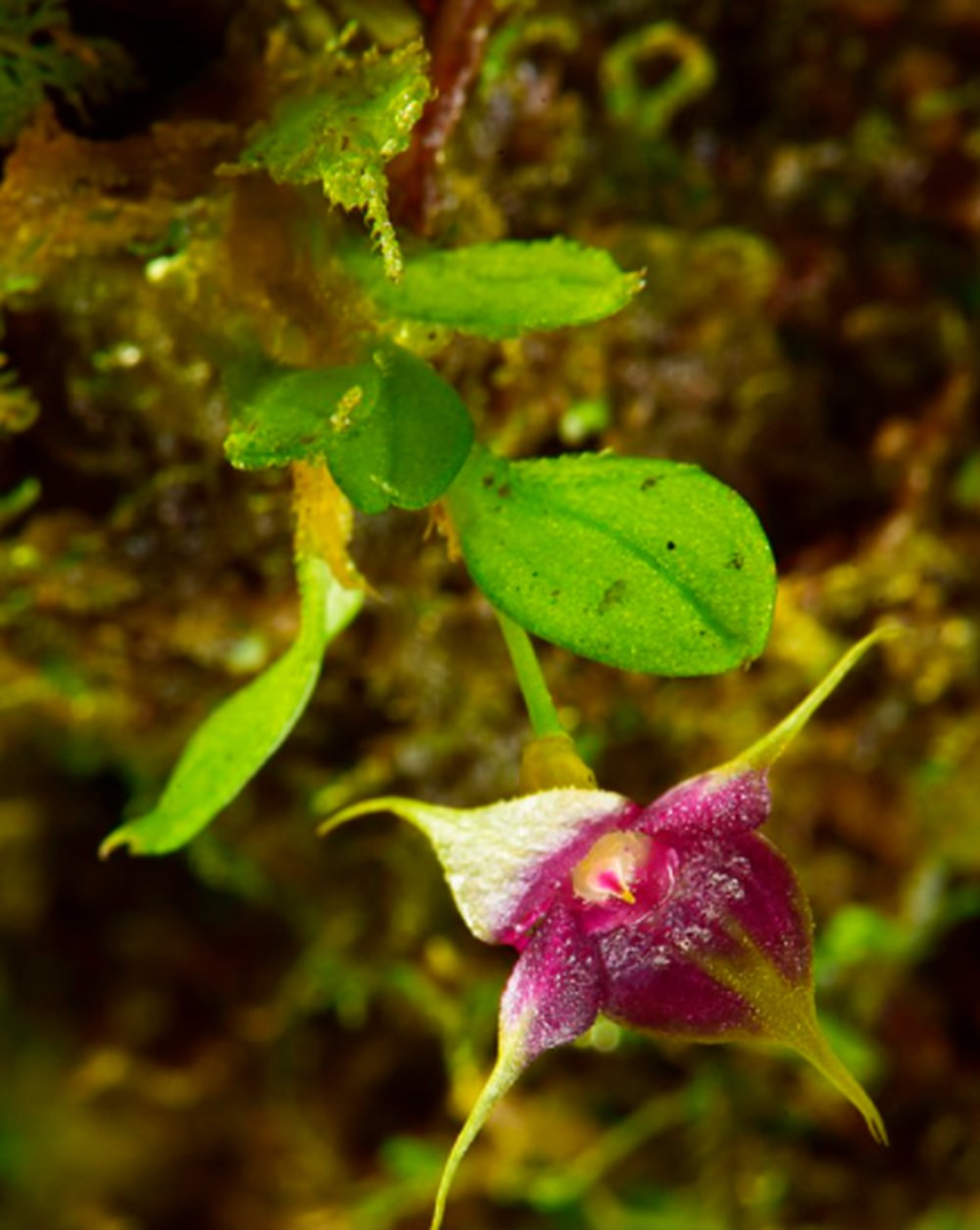 Bilim insanları 20 yeni canlı türü keşfetti - 7
