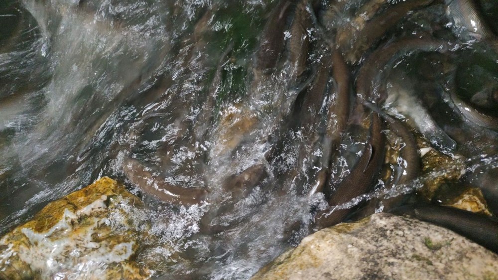 İnci kefalinin gece yolculuğu başladı - 1