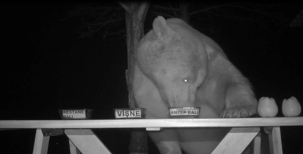 trabzon da ayilarin bal testi izleyenleri saskina cevirdi ntv