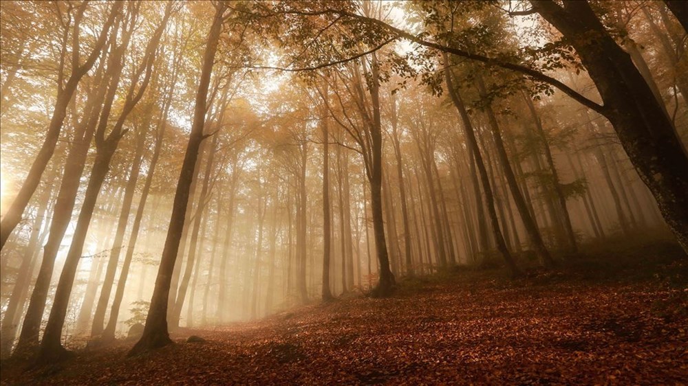 6-12 Kasım haftanın fotoğrafları - 1 6-12 Kasım haftanın fotoğrafları - 1